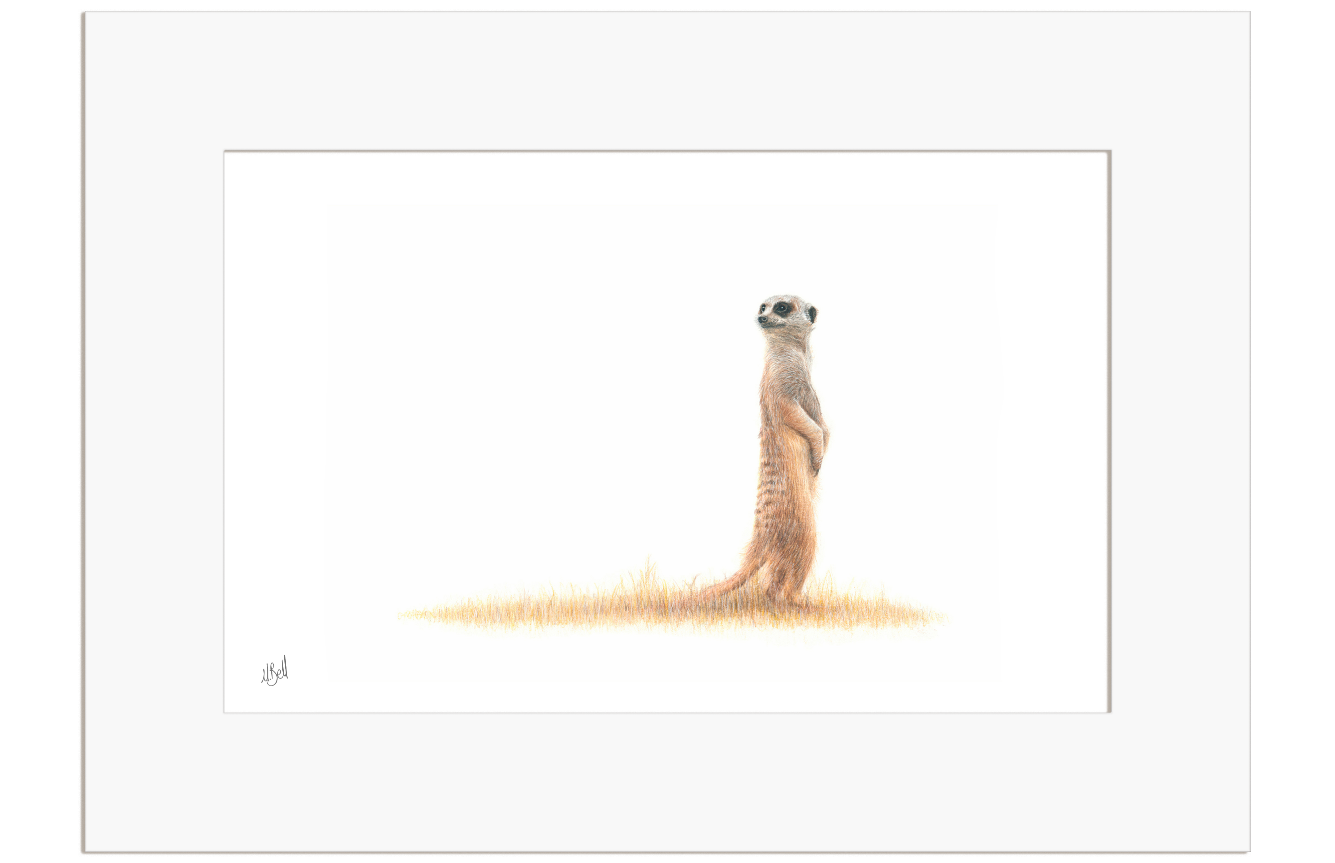 Meerkat - MRK1