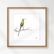 Malachite Sunbird - MSB