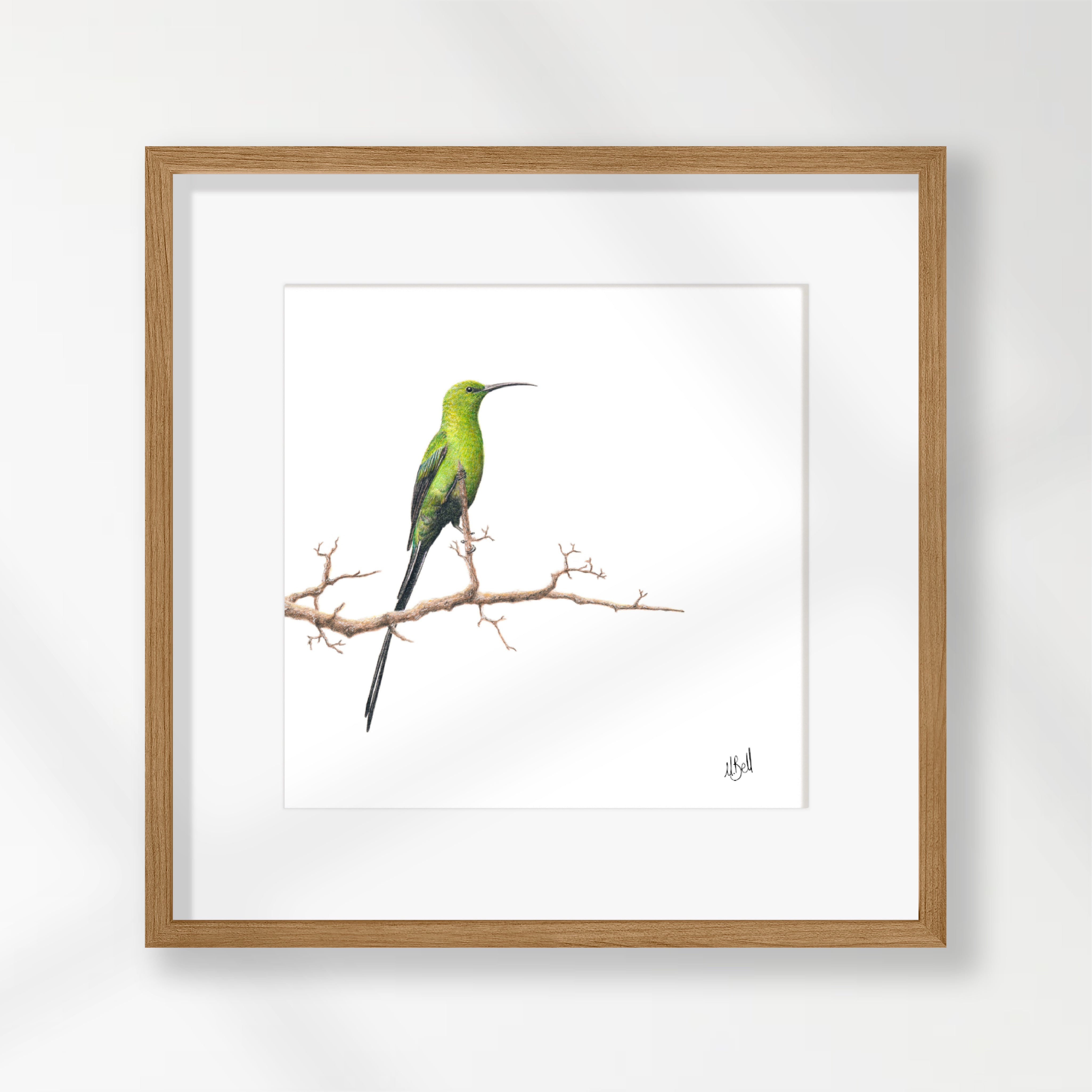 Malachite Sunbird - MSB