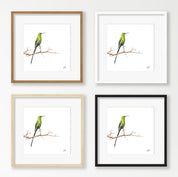 Malachite Sunbird - MSB