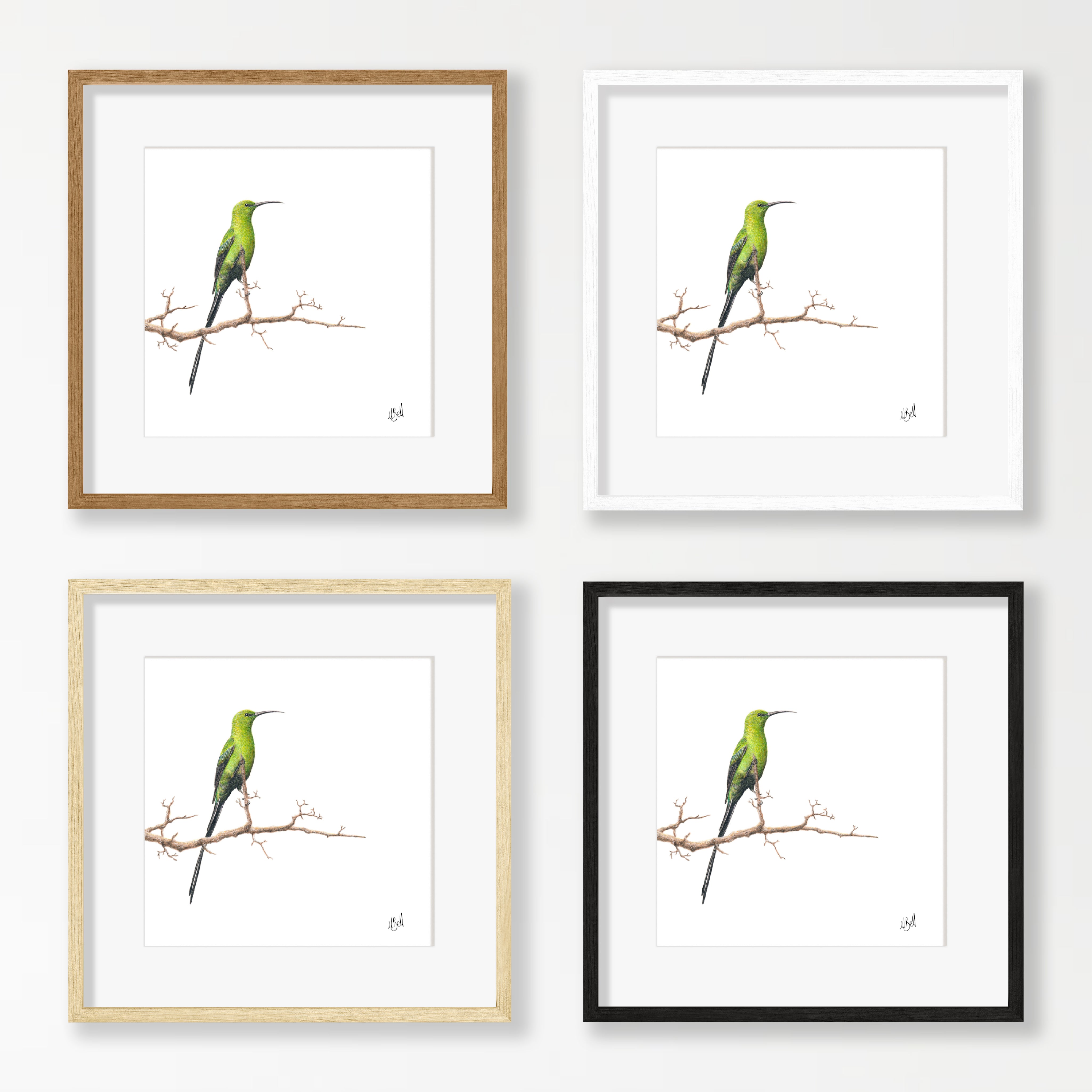 Malachite Sunbird - MSB