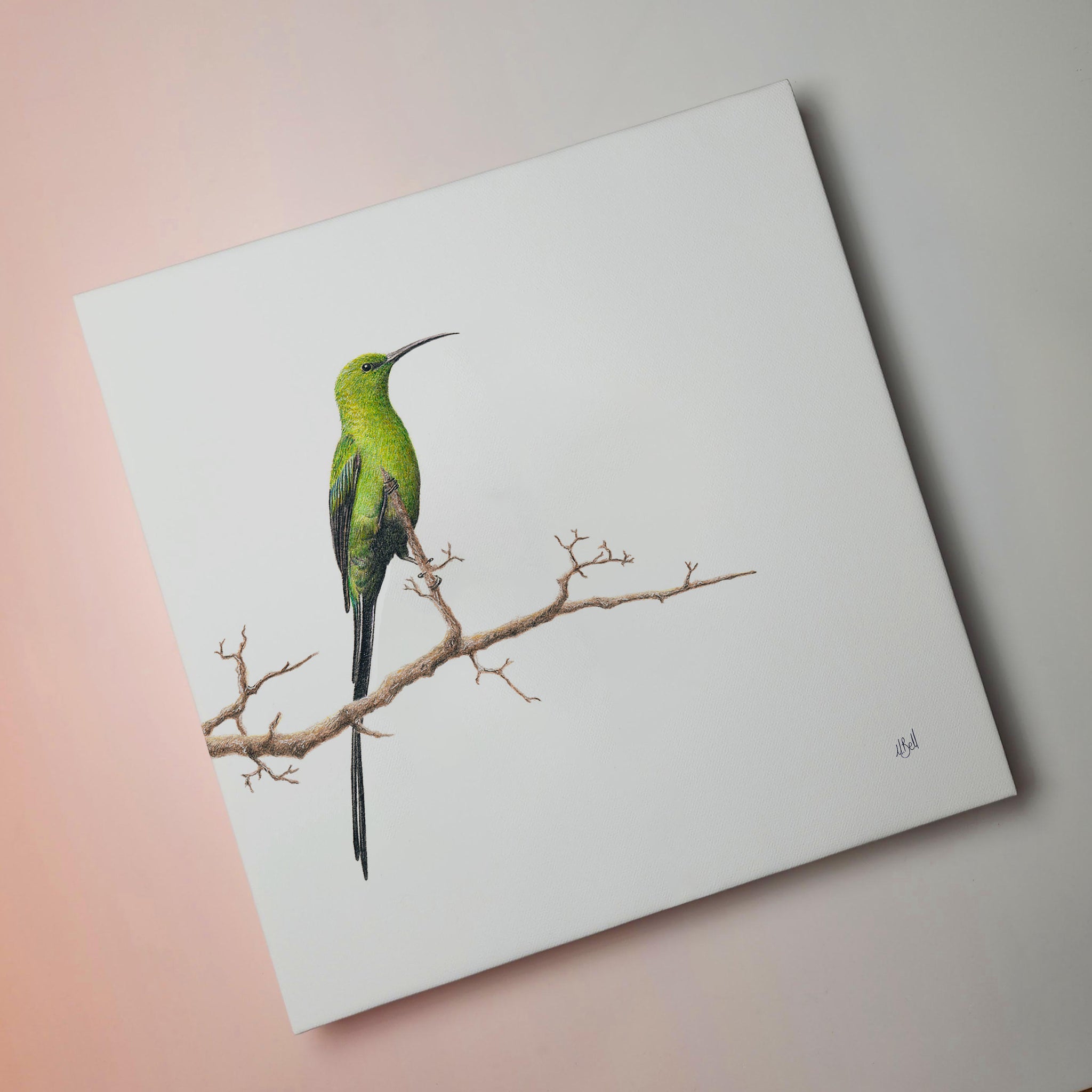 Malachite Sunbird bird artwork on stretched canvas