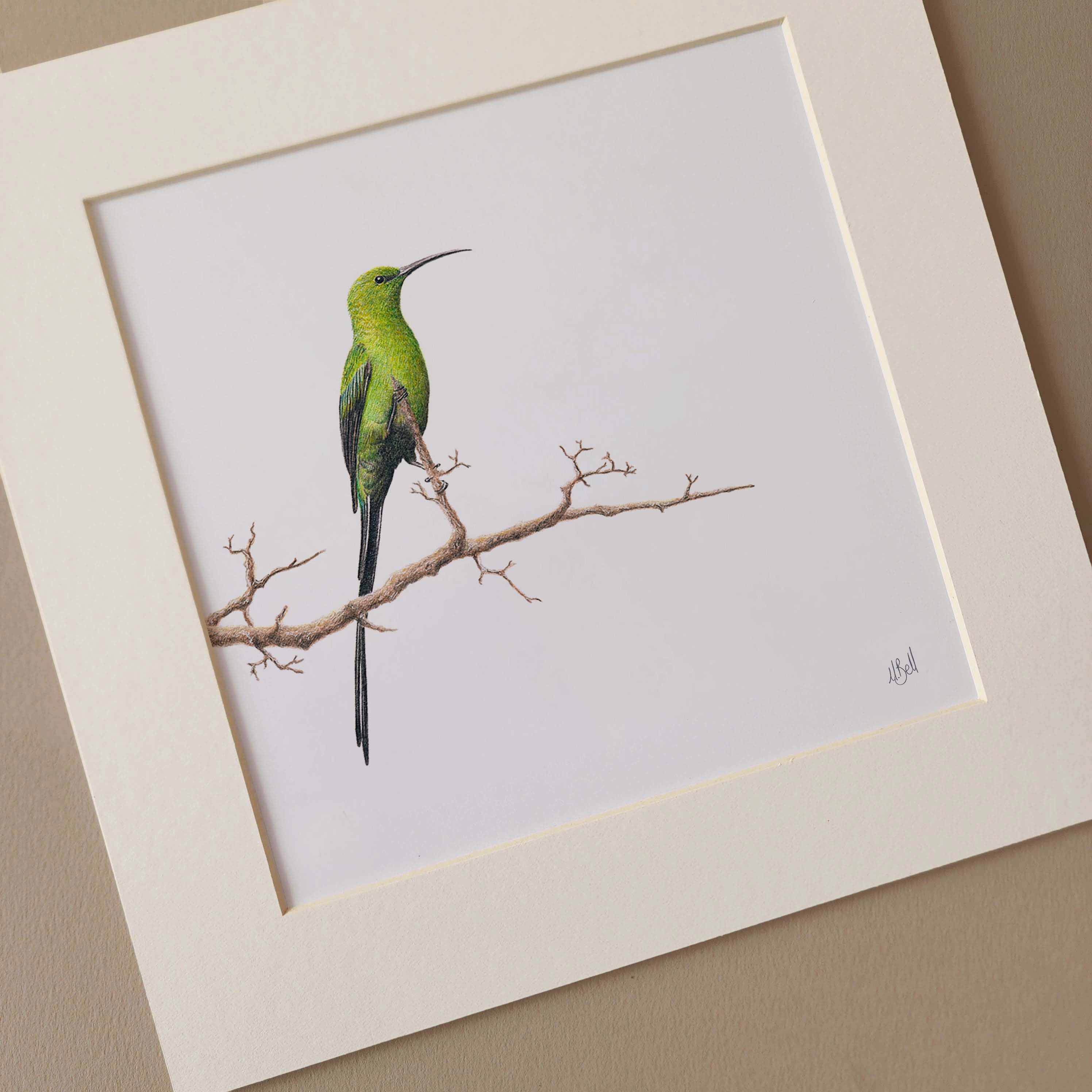 Malachite Sunbird pencil drawing 