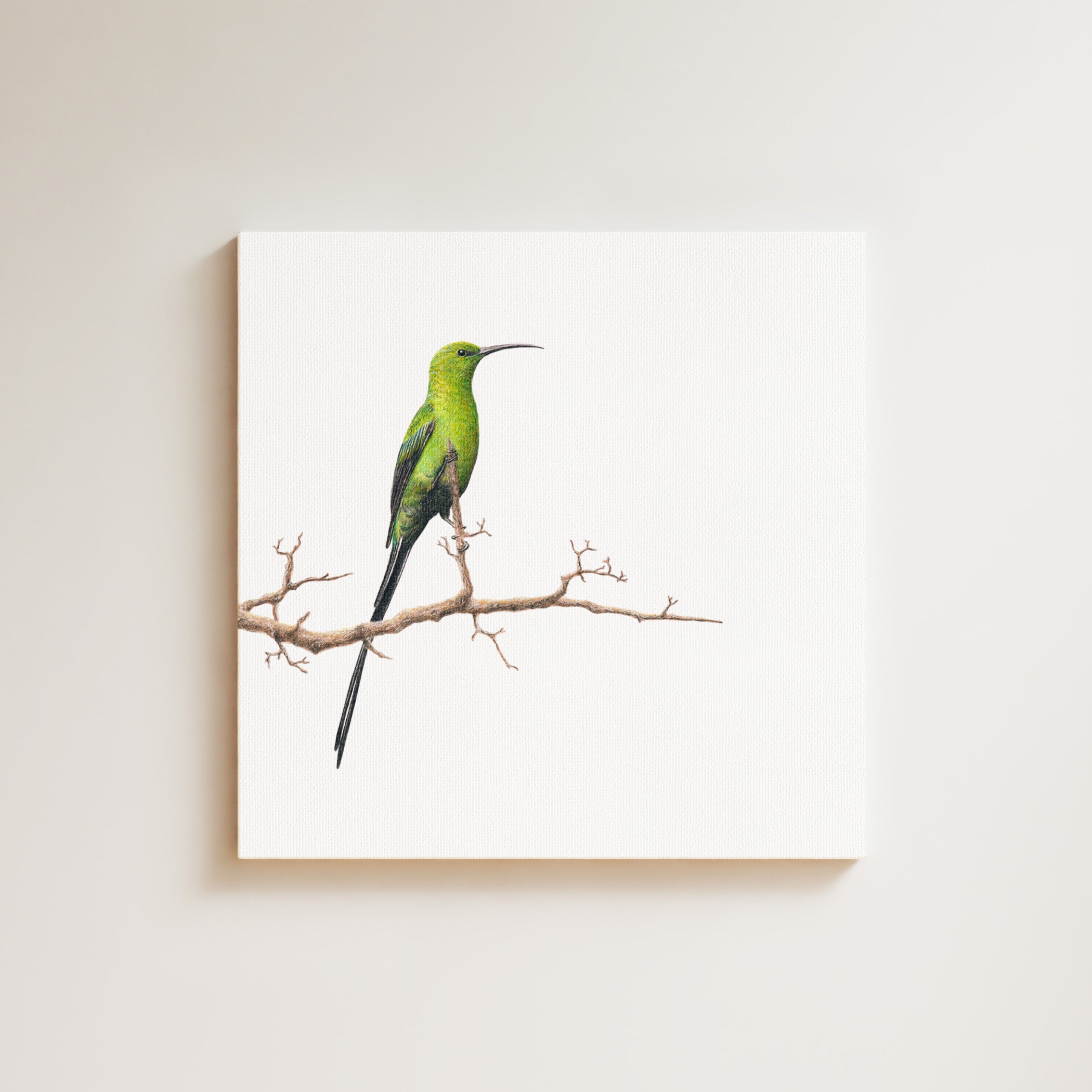 Malachite Sunbird drawing on canvas by South African wildlife artist Matthew Bell