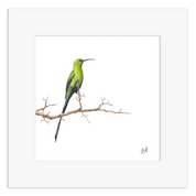 Malachite Sunbird - MSB