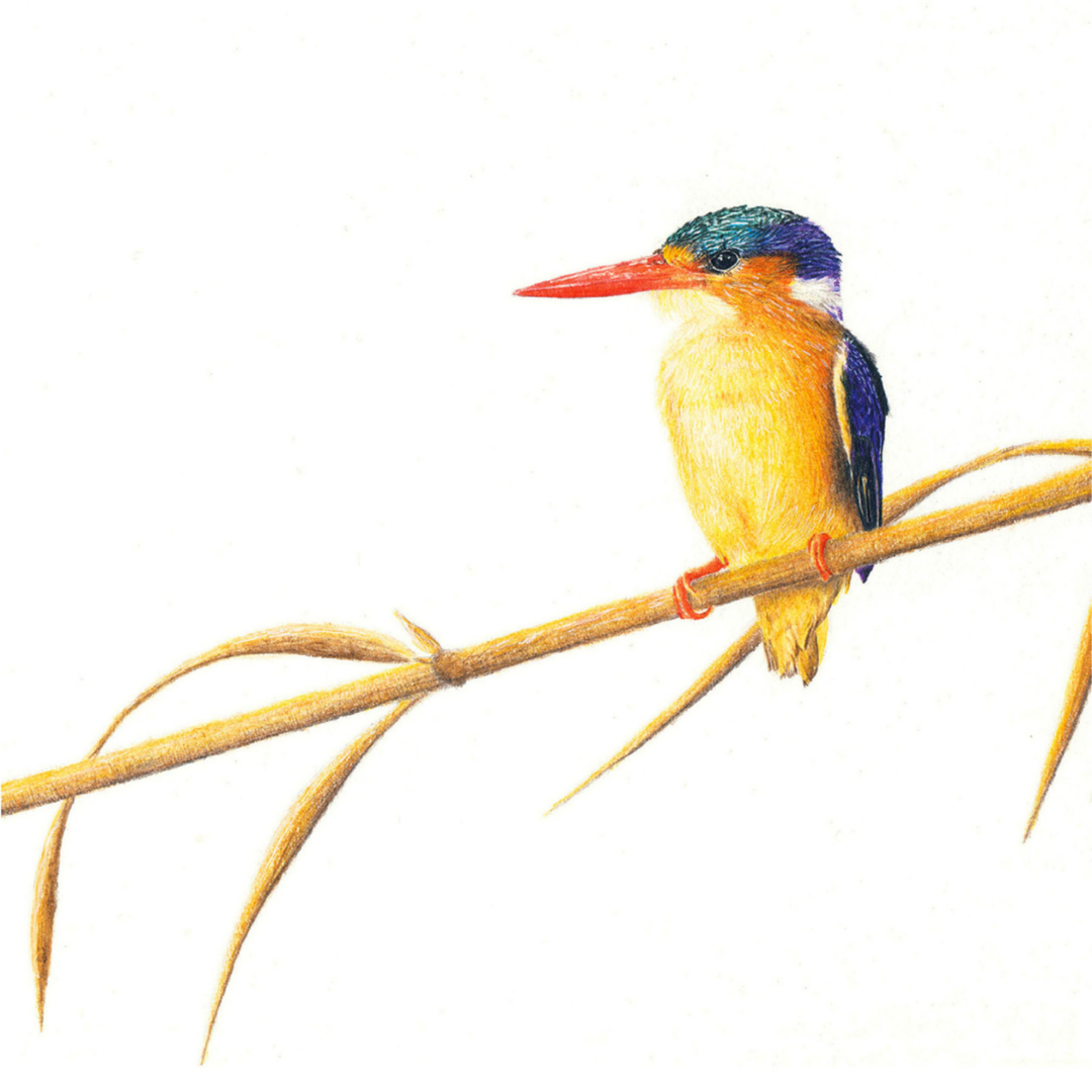 South African bird artwork by Matthew Bell, drawing of a Malachite Kingfisher