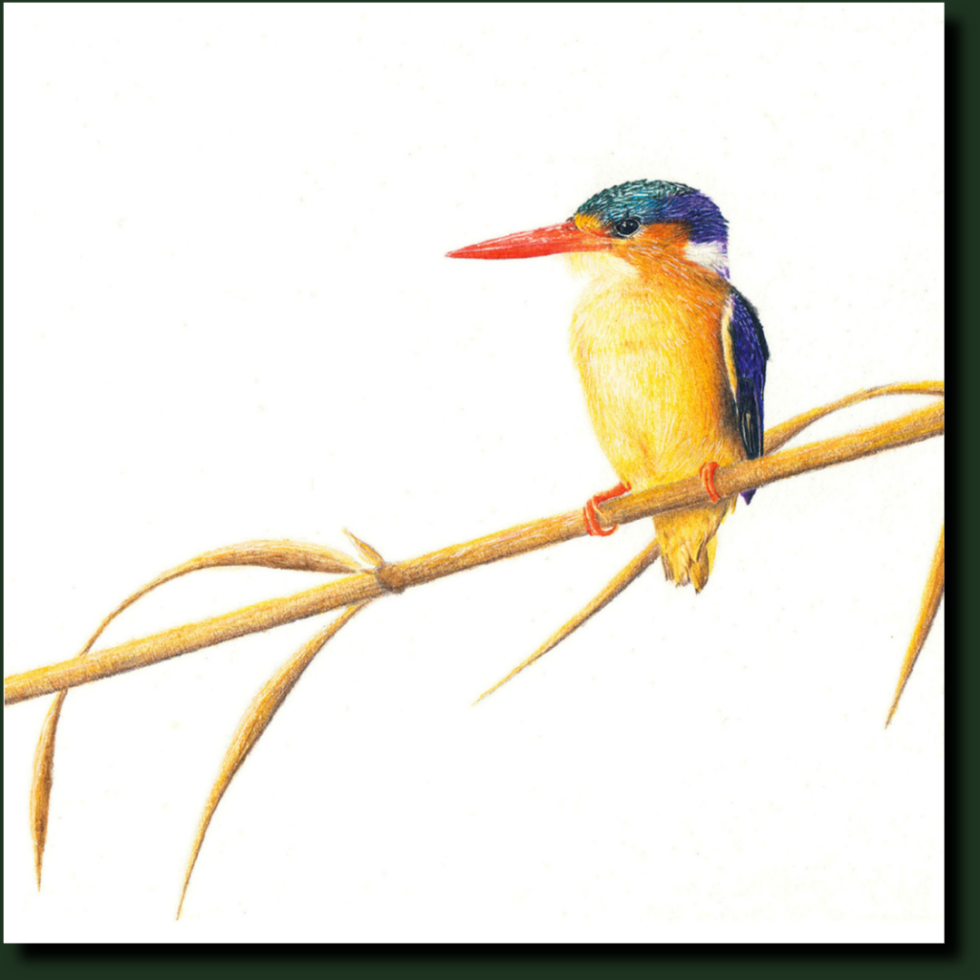 Malachite Kingfisher bird artwork by Matthew Bell