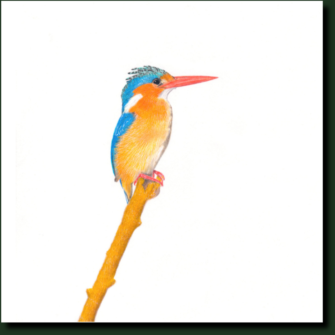 Malachite Kingfisher bird artwork by Matthew Bell