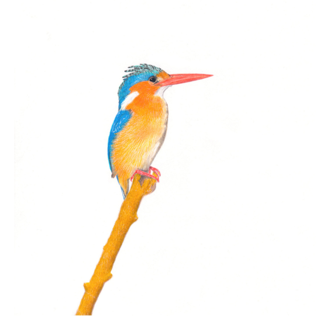 South African wildlife bird artwork by Cape Town artist Matthew Bell on canvas stretched onto a wooden frame of a Malachite Kingfisher