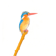 South African bird artwork by Matthew Bell, drawing of a Malachite Kingfisher