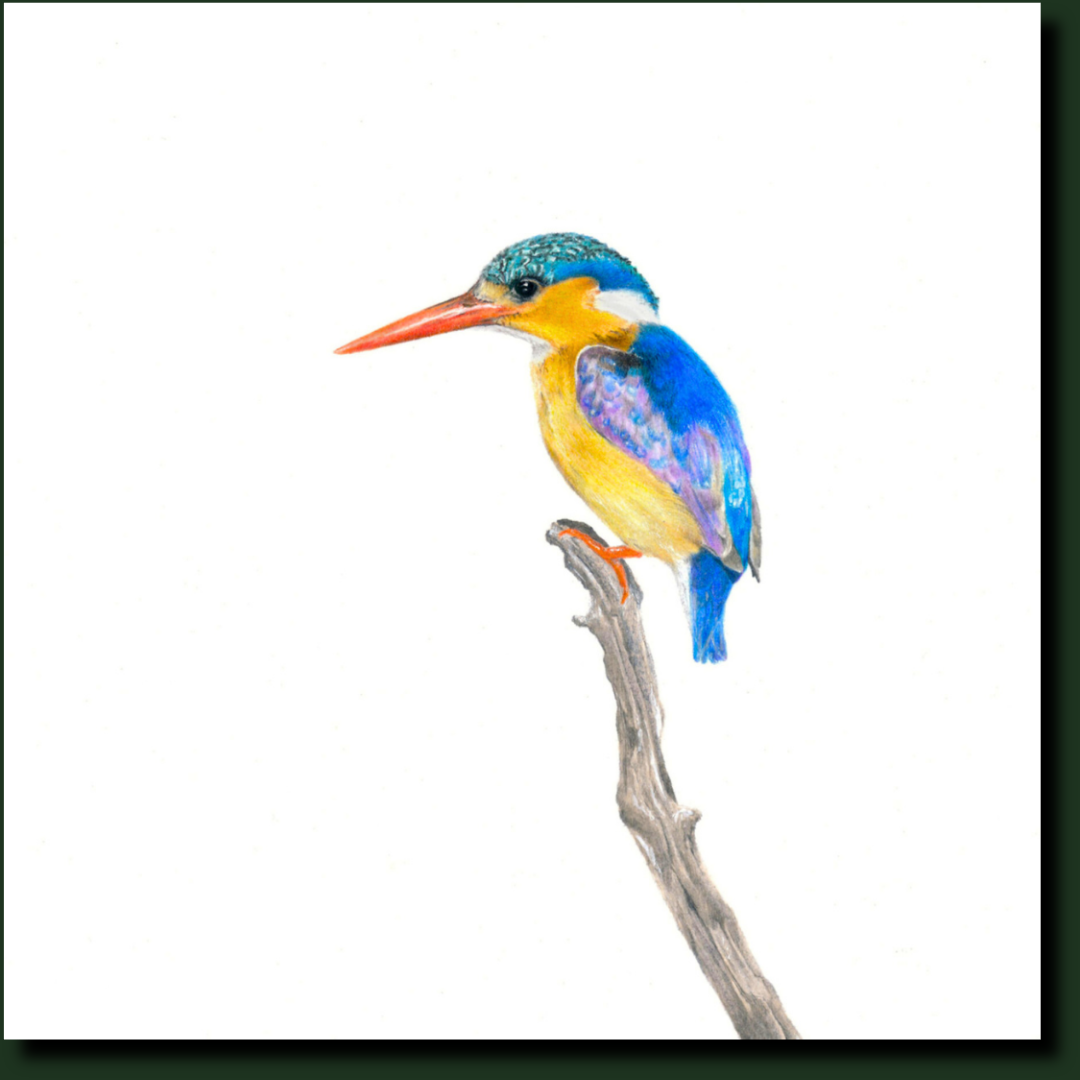 Malachite Kingfisher bird artwork by Matthew Bell