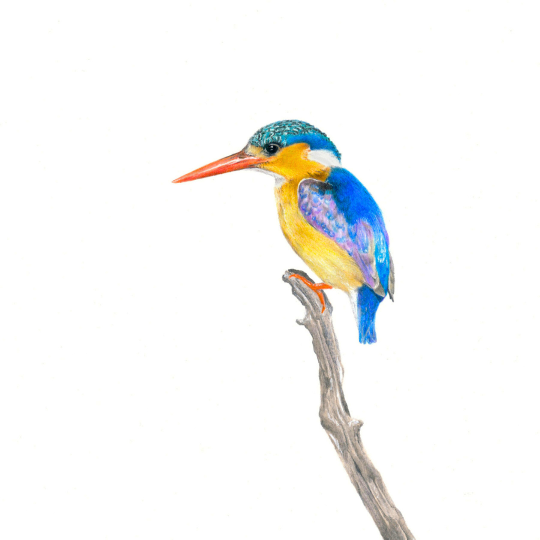 South African bird artwork by Matthew Bell, drawing of a Malachite Kingfisher