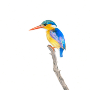 South African bird artwork by Matthew Bell, drawing of a Malachite Kingfisher