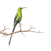 South African bird artwork by Matthew Bell, drawing of Malachite Sunbird