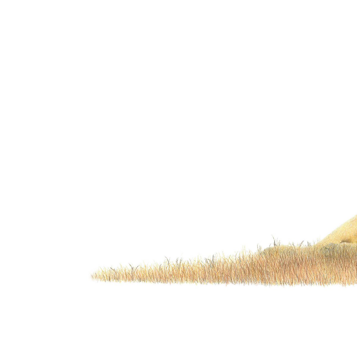 African lion panoramic wildlife print featuring a beautifully detailed pencil drawing by Matthew Bell.