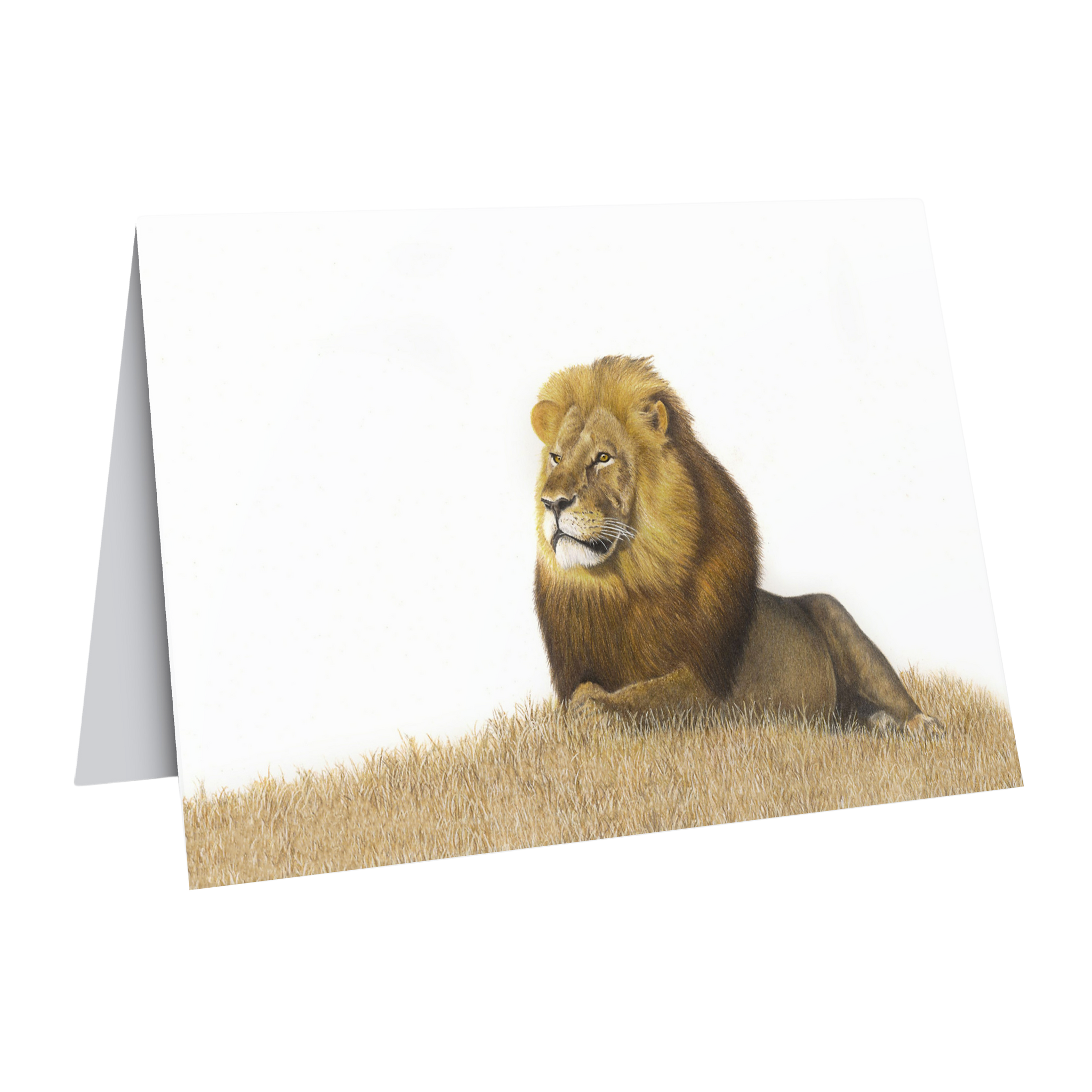 Beautiful fine art South African nature wildlife greeting card of a Male Lion