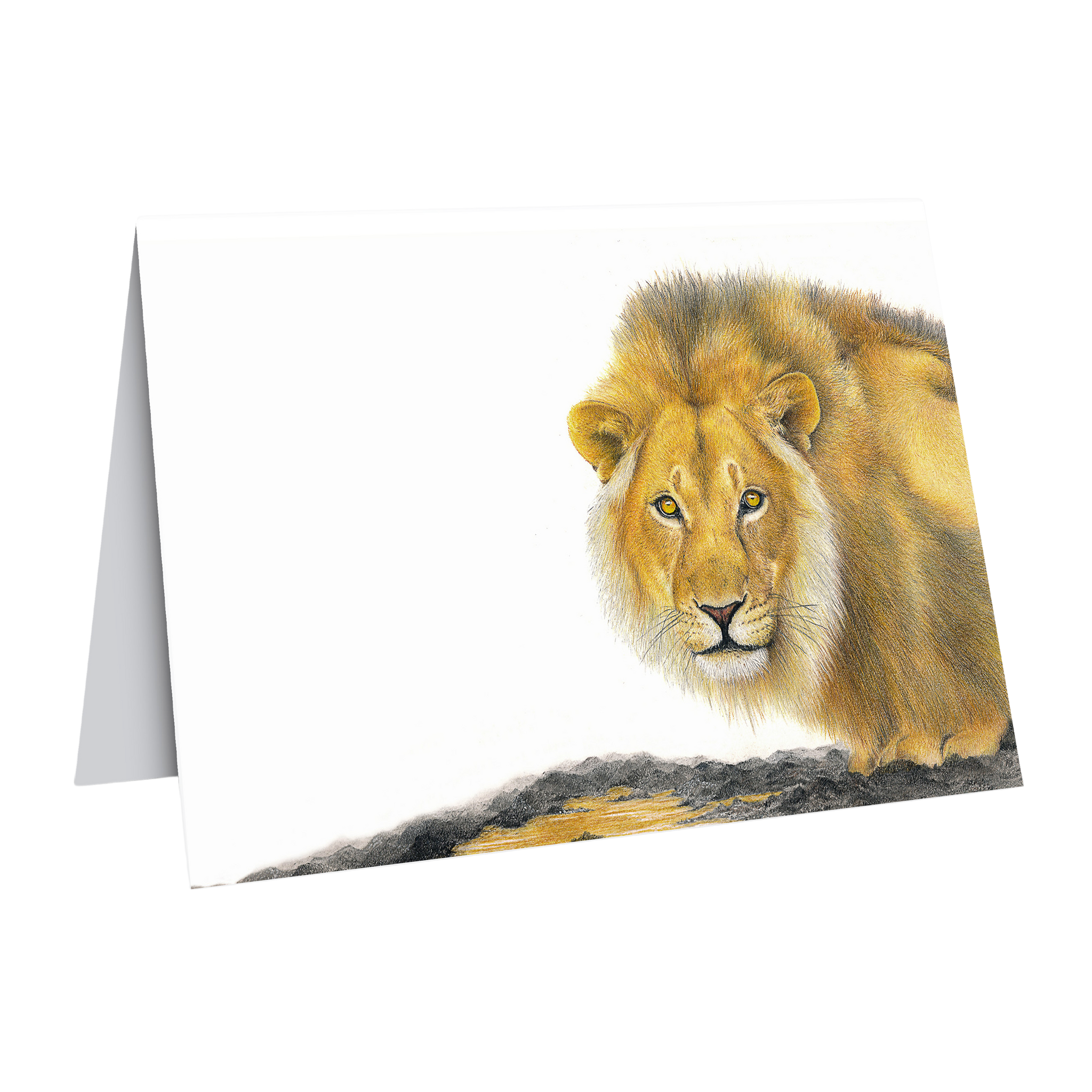 Male lion in South Africa gift card