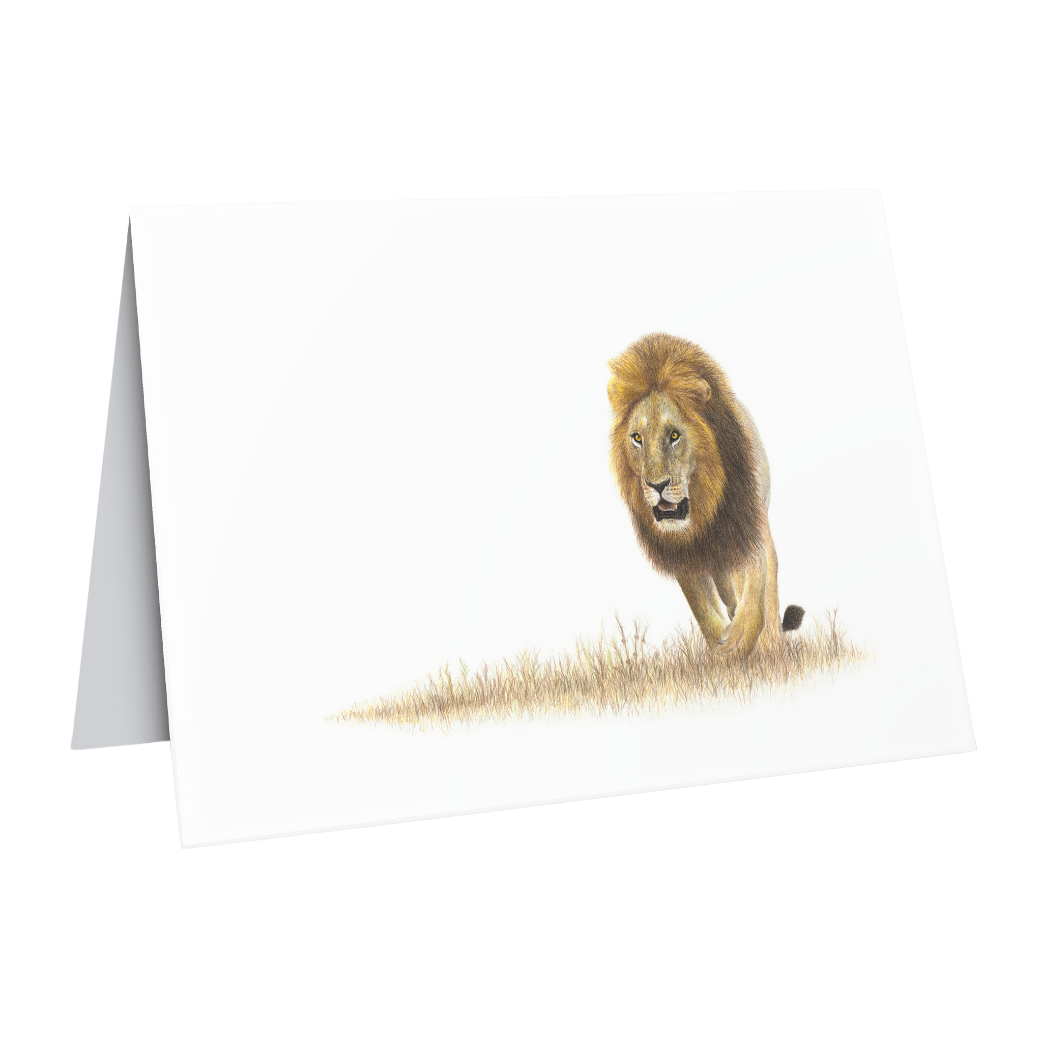 Beautiful fine art South African nature wildlife greeting card of a Male lion in the Kruger Park