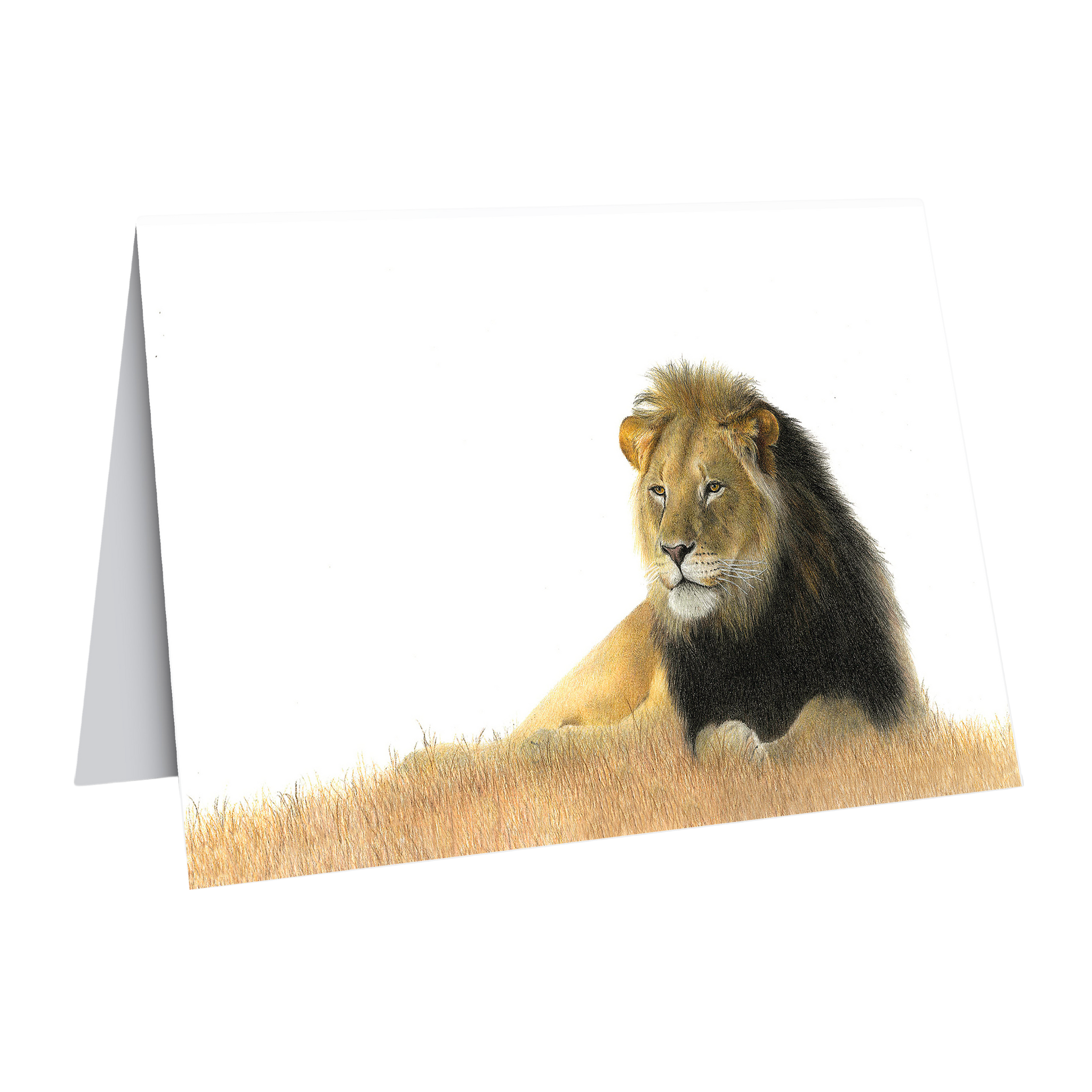 Male Lion in the kalahari gift card by wildlife artist Matthew Bell