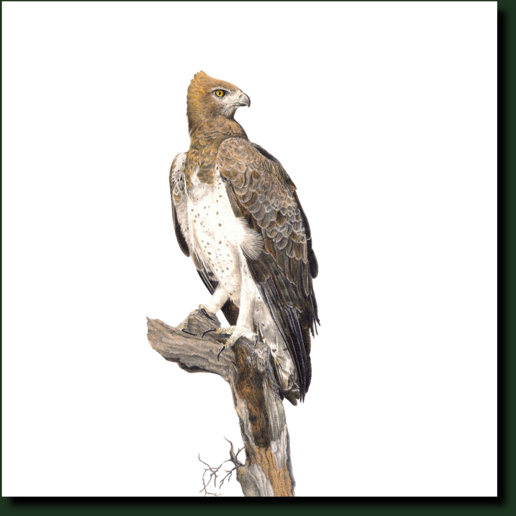 Martial Eagle bird artwork gallery in Cape Town