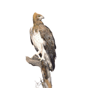 South African bird artwork by Matthew Bell, drawing of a Martial Eagle