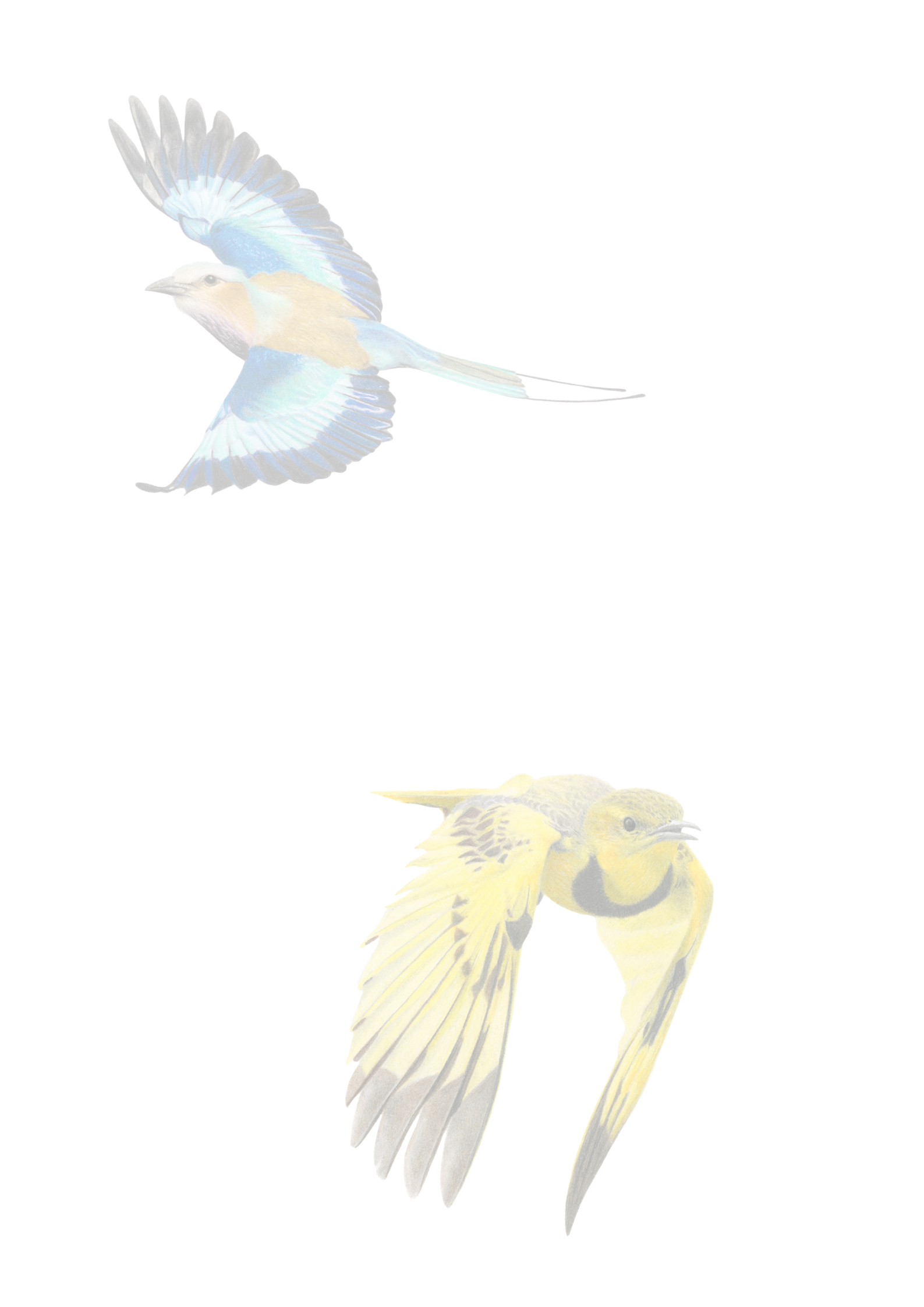 Matthew_Bell_Wildlife_Artist_Info_04c192df-c8f8-4c97-ab71-a4f47c1b7354.png