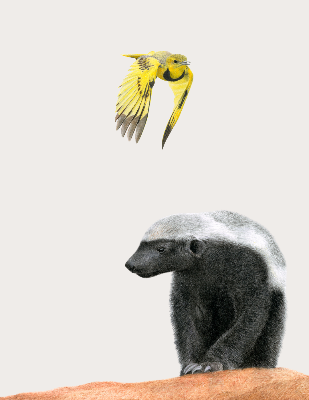 Matthew_Bell_wildlife_art_honey_badger_drawing.png