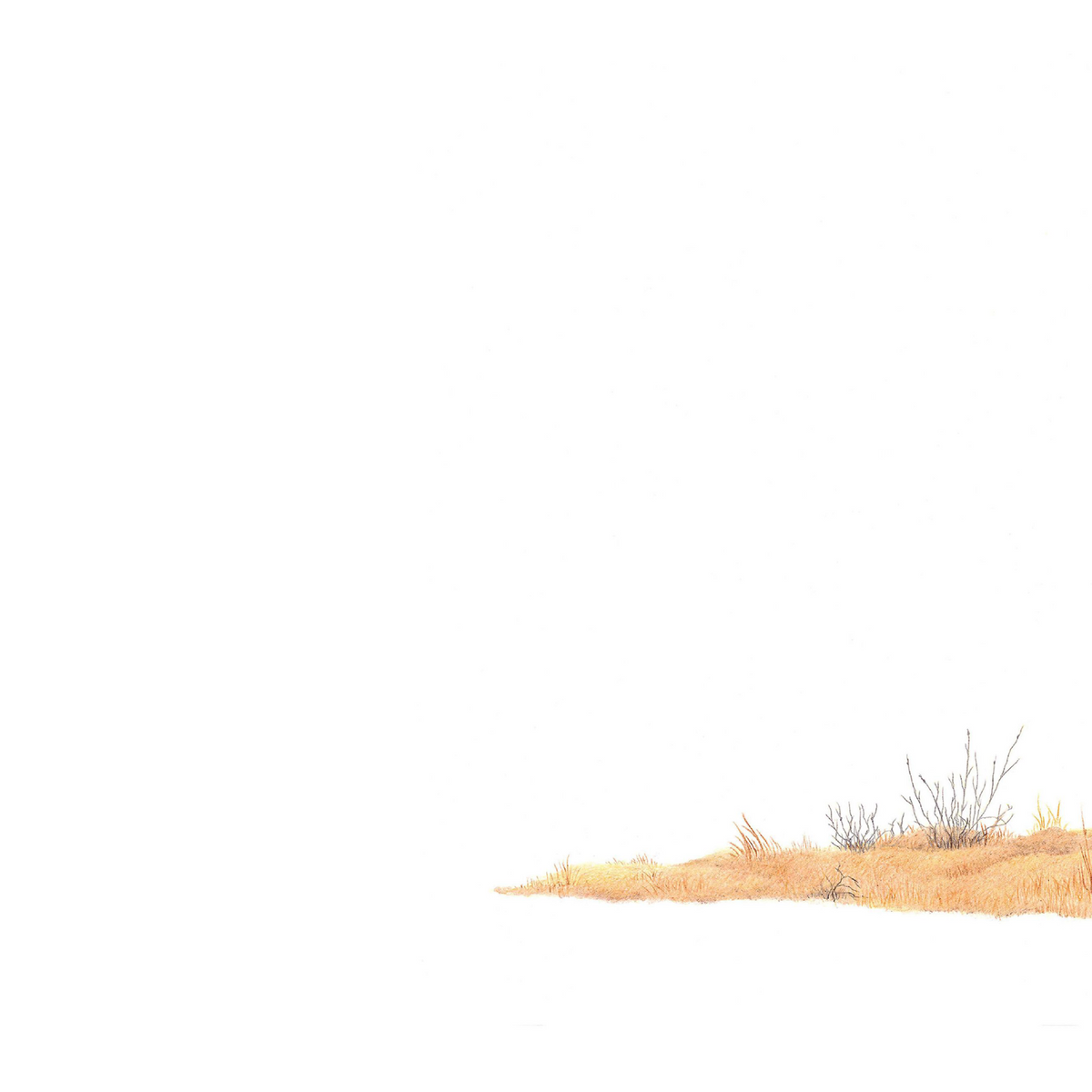 Meerkat panoramic wildlife print featuring charming and detailed Southern African animal artwork.