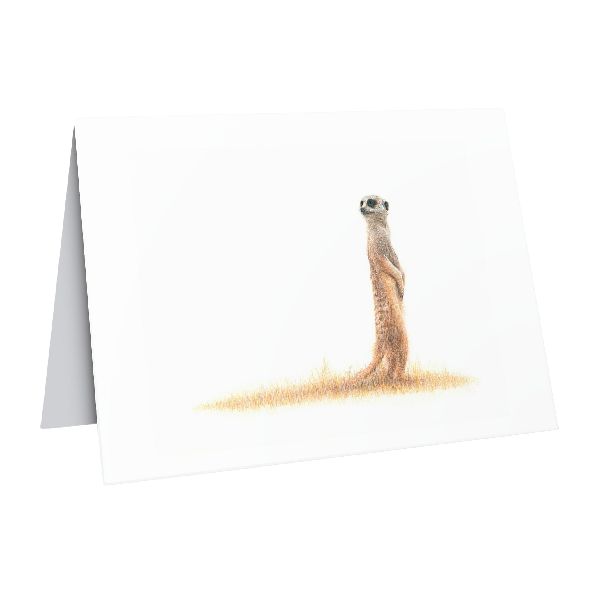 Beautiful fine art South African nature wildlife greeting card of a Meerkat in the Kalahari