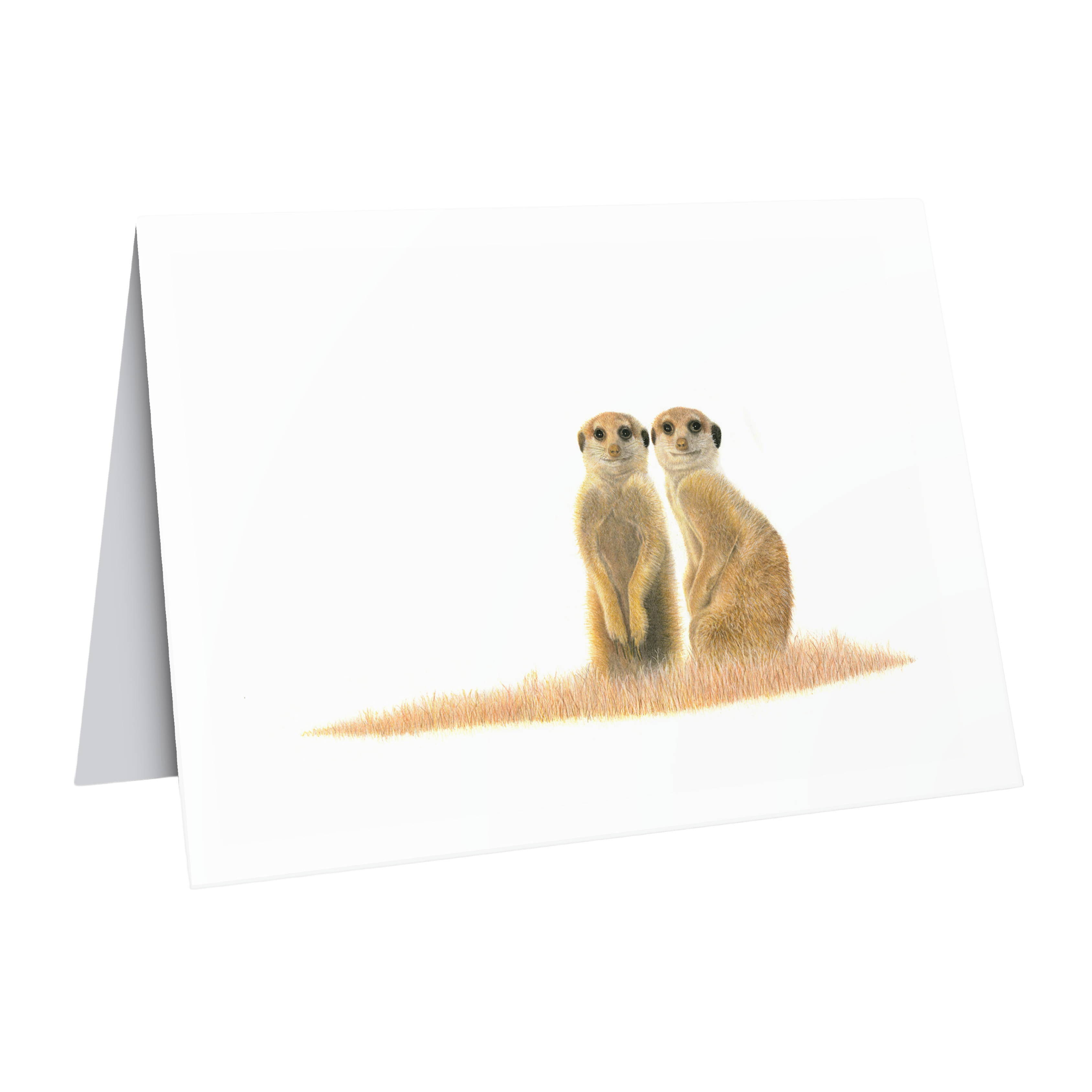 Beautiful fine art South African nature wildlife greeting card of meerkts