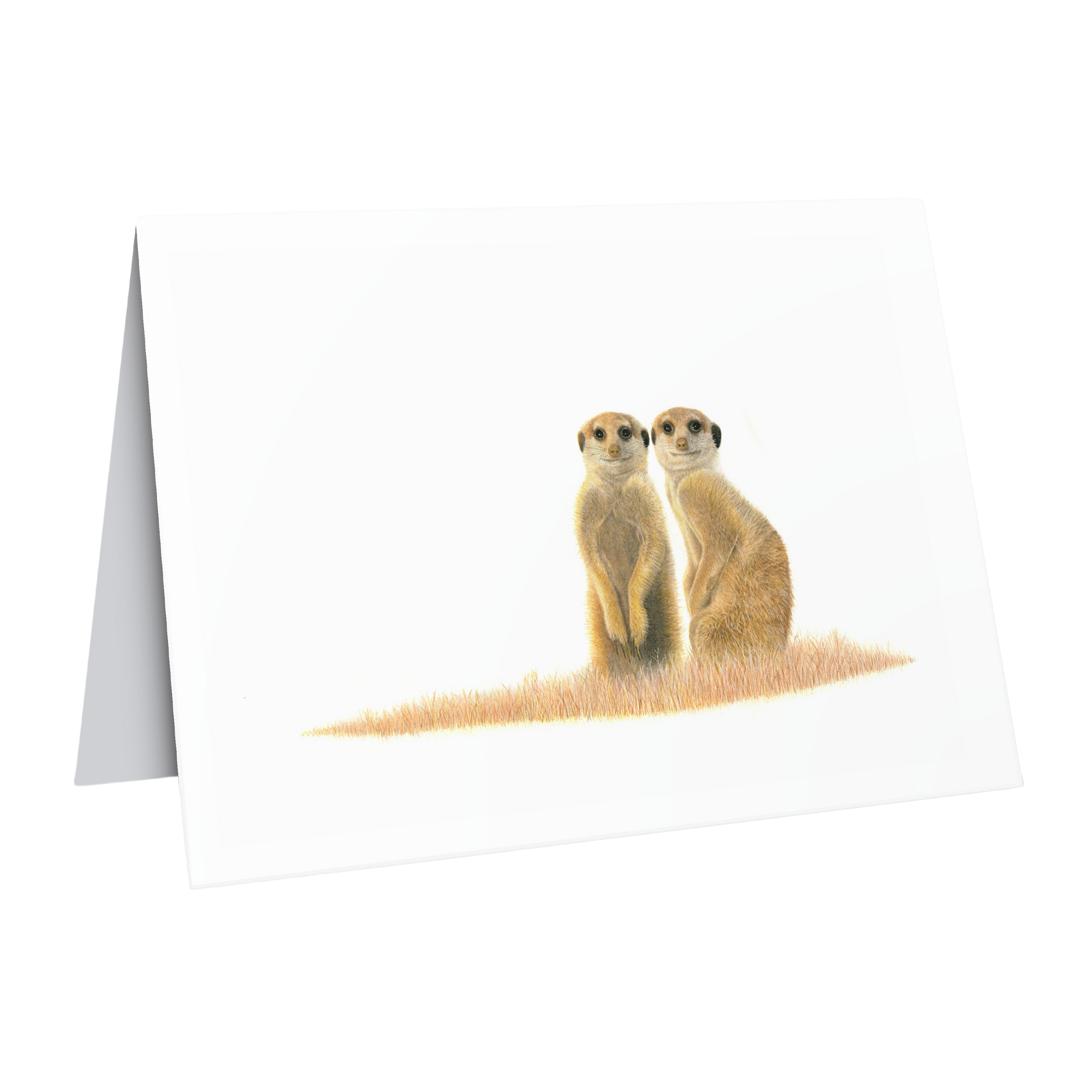 Beautiful fine art South African nature wildlife greeting card of meerkts