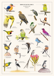 Birds of South Africa poster by South African wildlife artist Matthew Bell