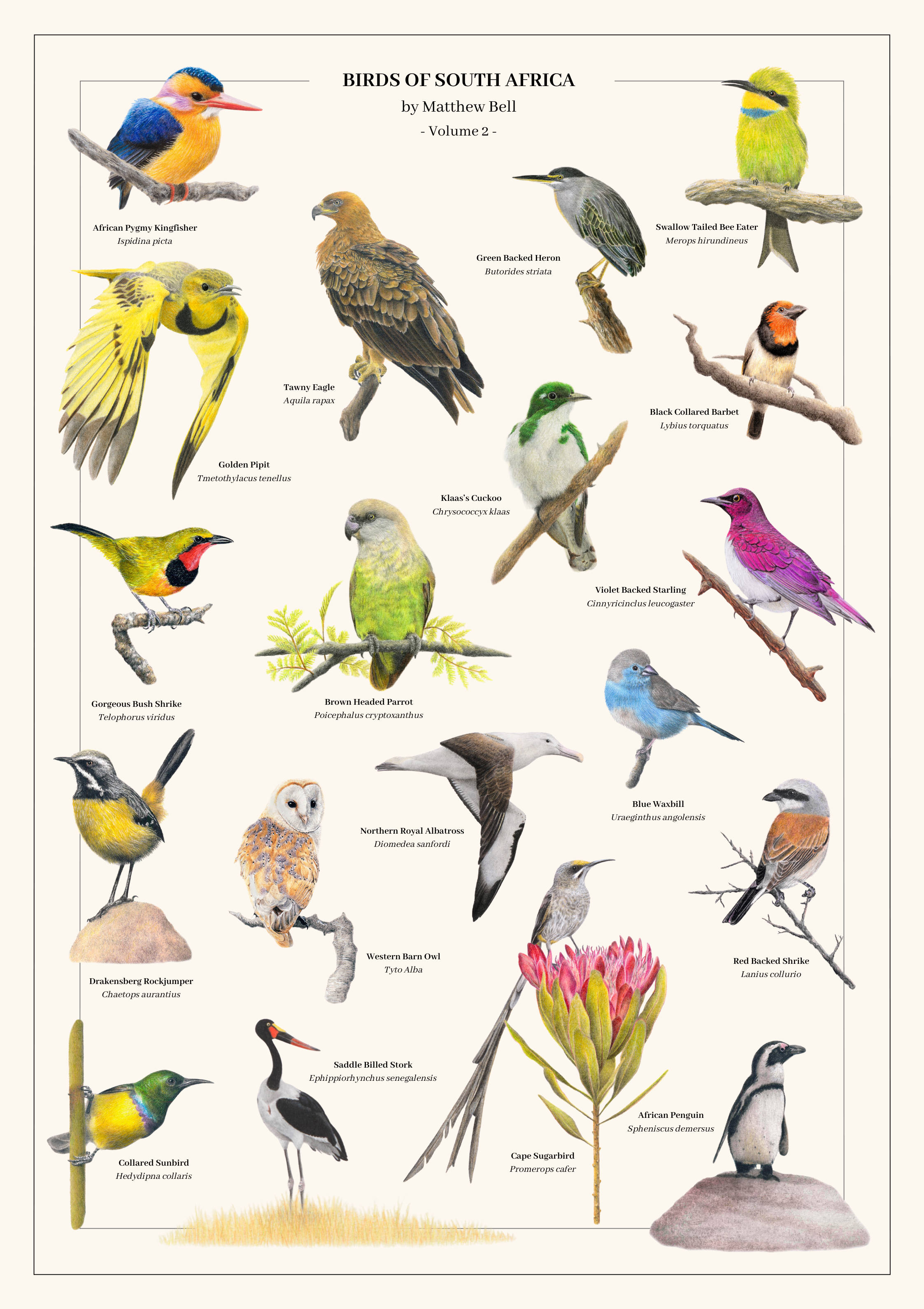 Birds of South Africa poster by South African wildlife artist Matthew Bell