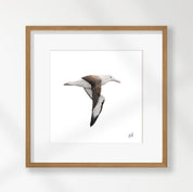 Northern Royal Albatross - NRA