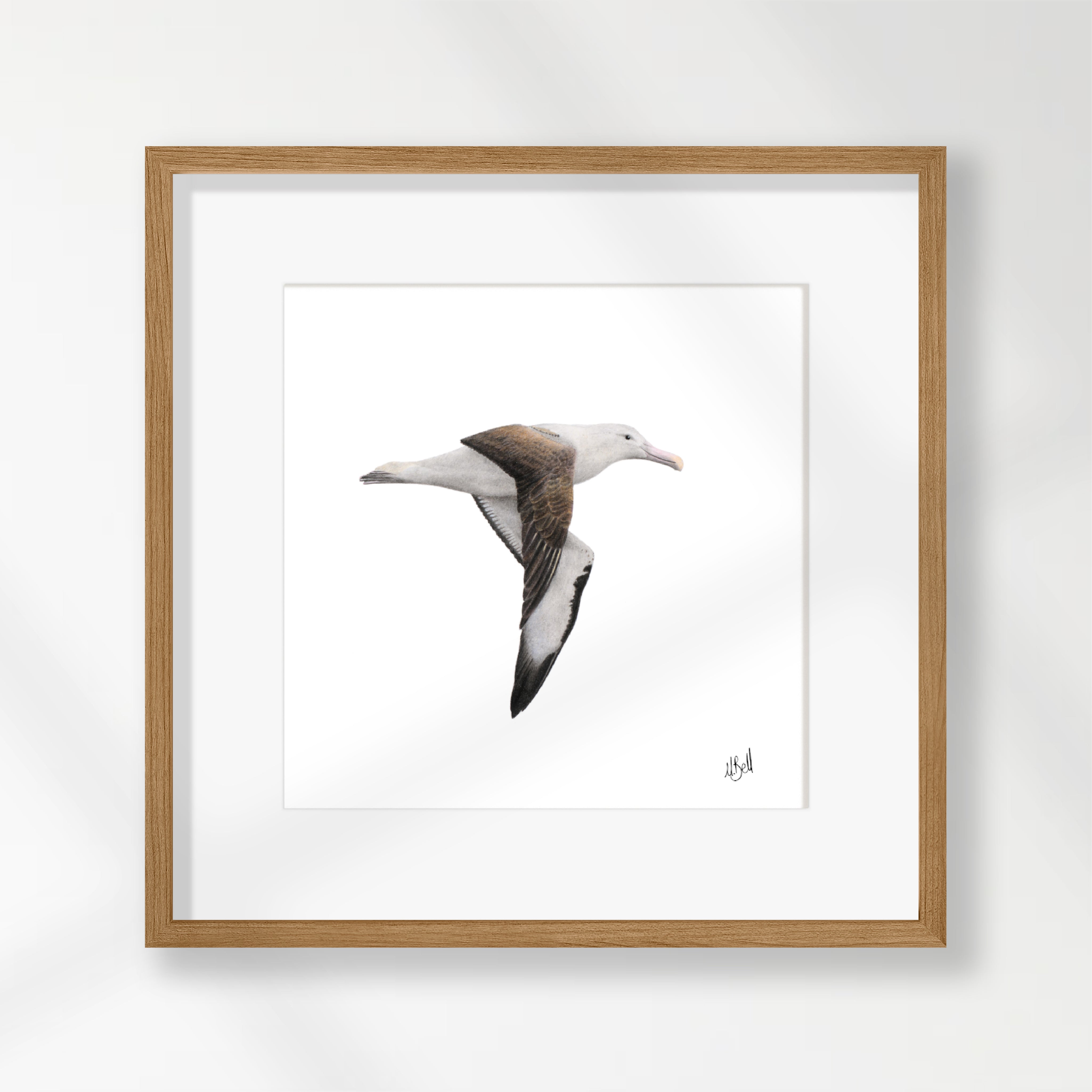 Northern Royal Albatross - NRA
