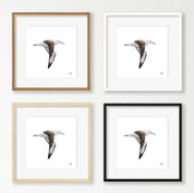 Northern Royal Albatross - NRA