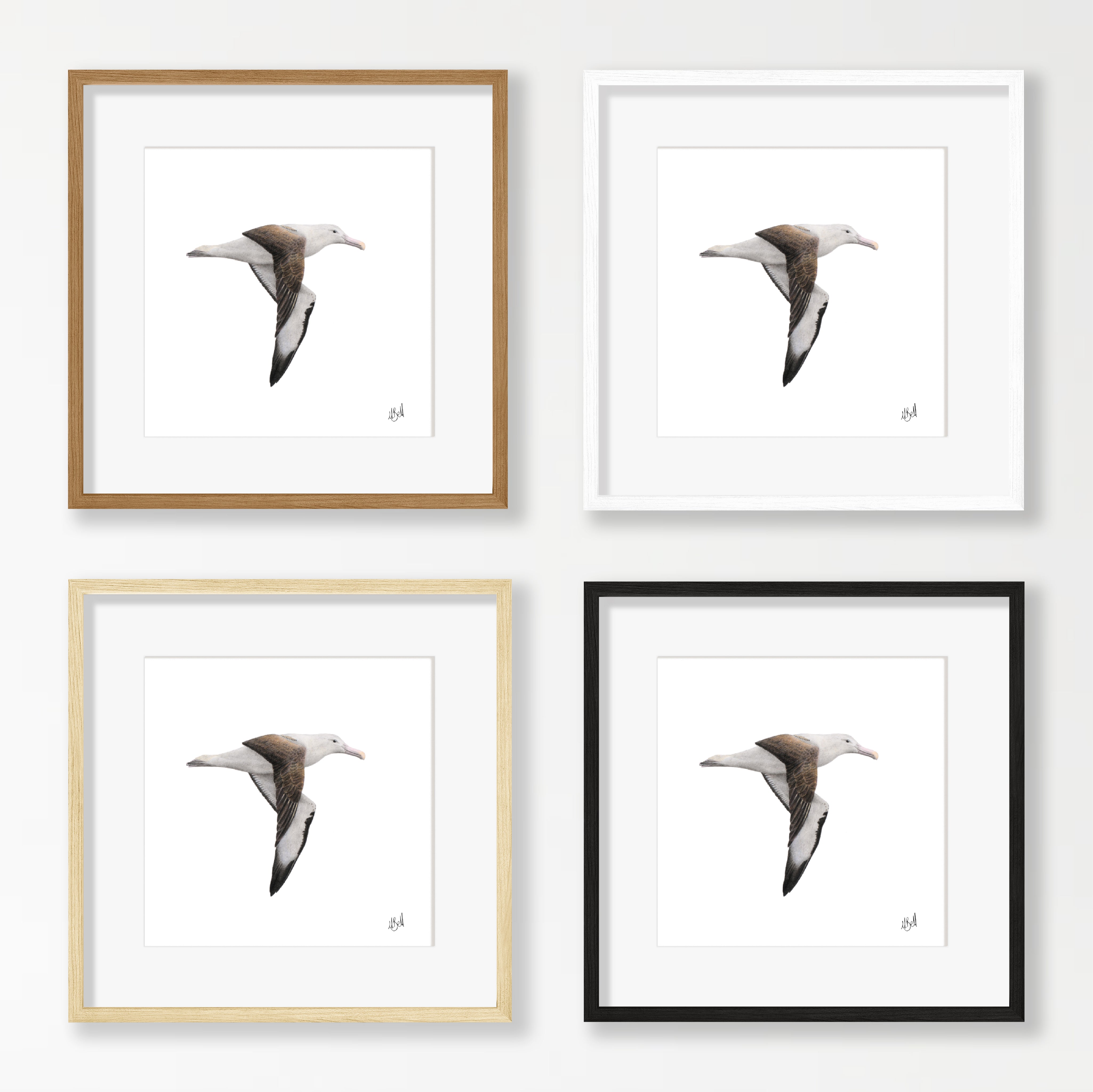 Northern Royal Albatross - NRA