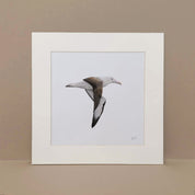 Northern Royal Albatross bird pencil artwork