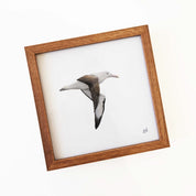 Kiaat wood framed miniature artwork of a Northern Royal Albatross, part of wildlife artist Matthew Bell's birds of South Africa gallery