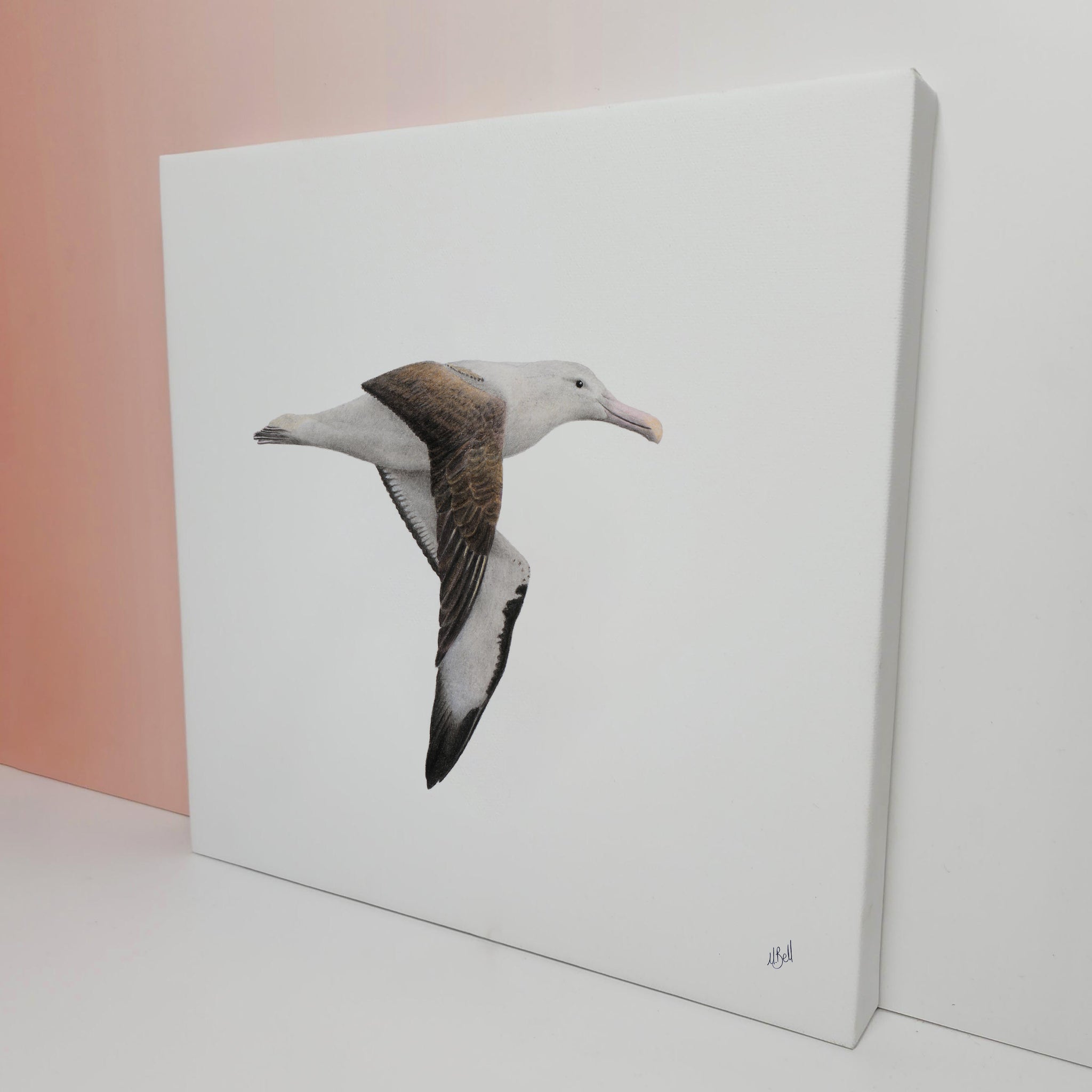 Northern Royal Albatross bird artwork on stretched canvas