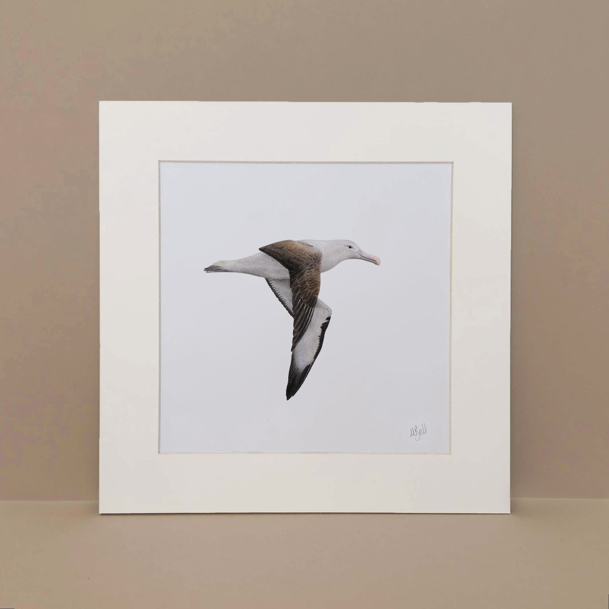 Northern Royal Albatross bird pencil artwork