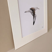 Northern Royal Albatross bird pencil artwork