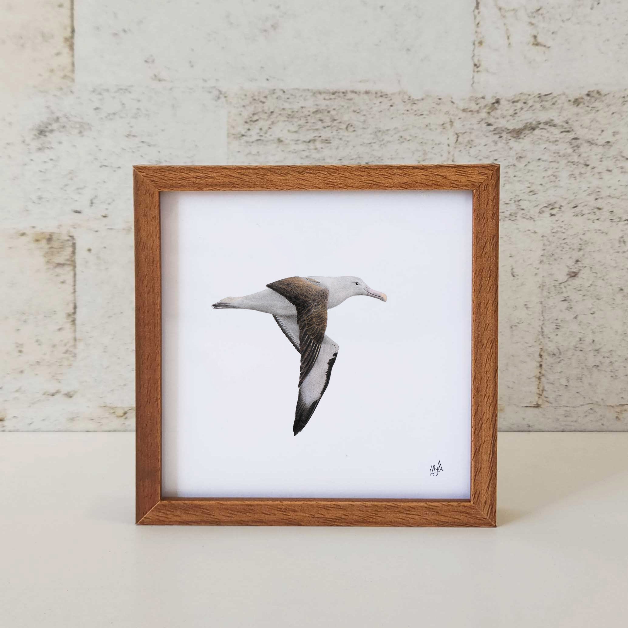 Kiaat wood framed miniature artwork of a Northern Royal Albatross, part of wildlife artist Matthew Bell's birds of South Africa gallery