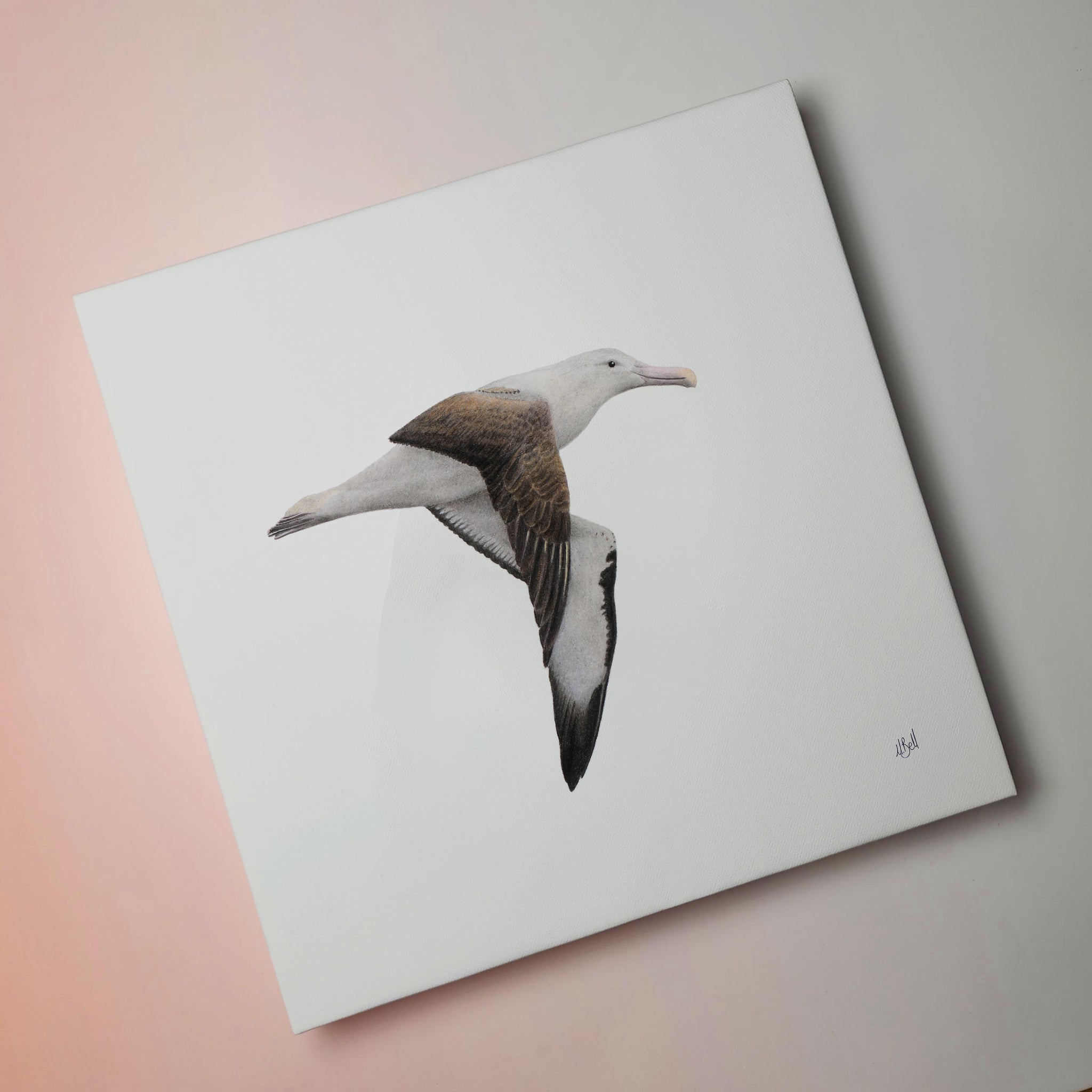 Northern Royal Albatross bird artwork on stretched canvas