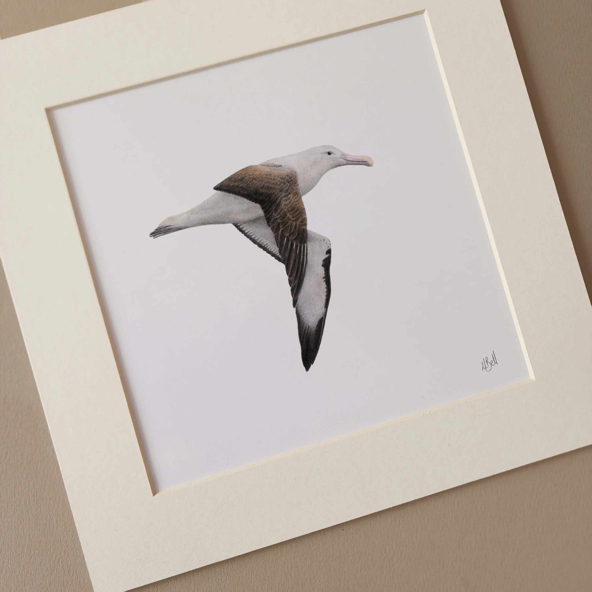 Northern Royal Albatross bird pencil artwork
