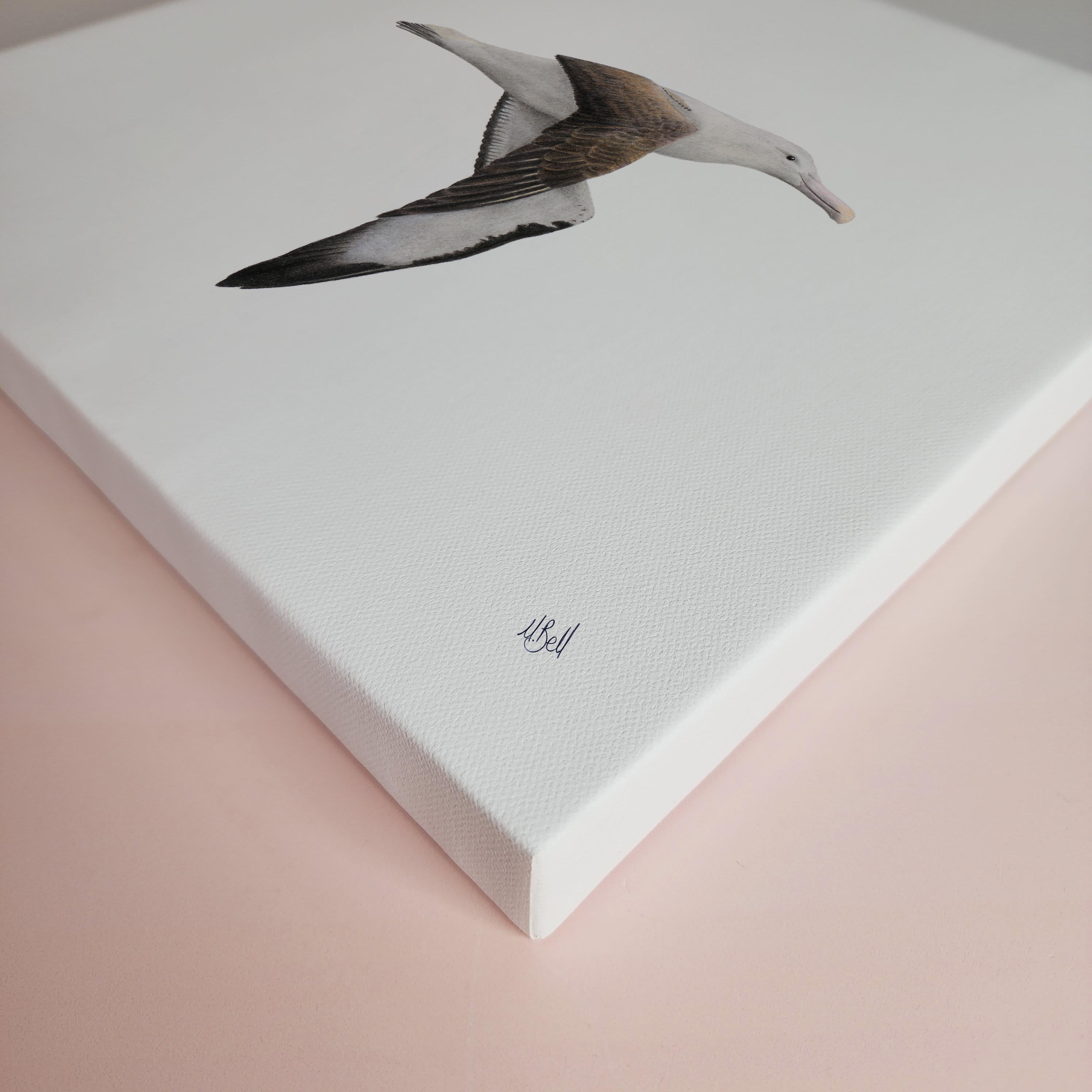 Northern Royal Albatross bird artwork on stretched canvas