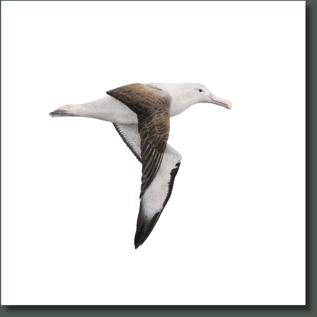 Northern Royal Albatross bird artwork on stretched canvas