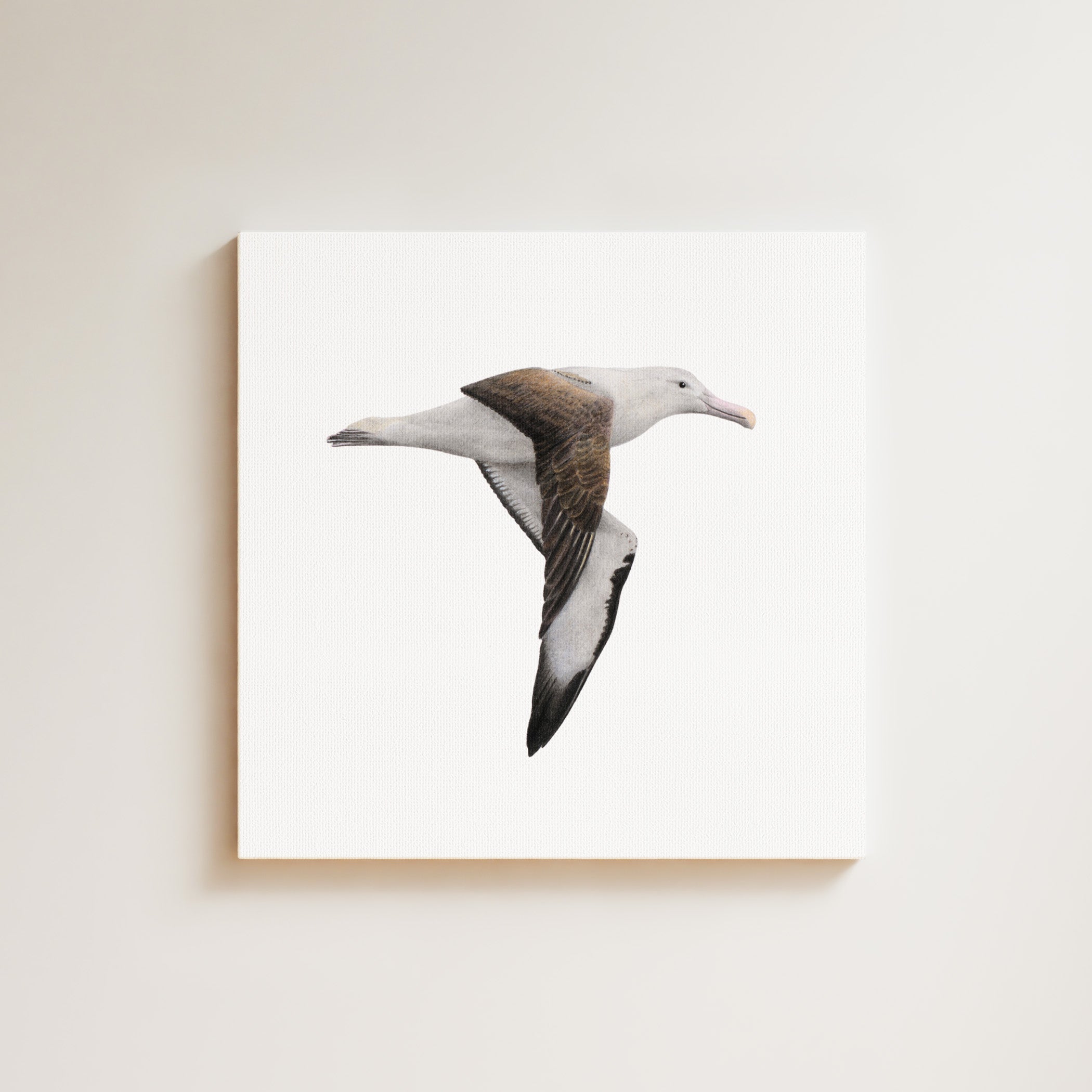 Northern Royal Albatross drawing on canvas by South African wildlife artist Matthew Bell