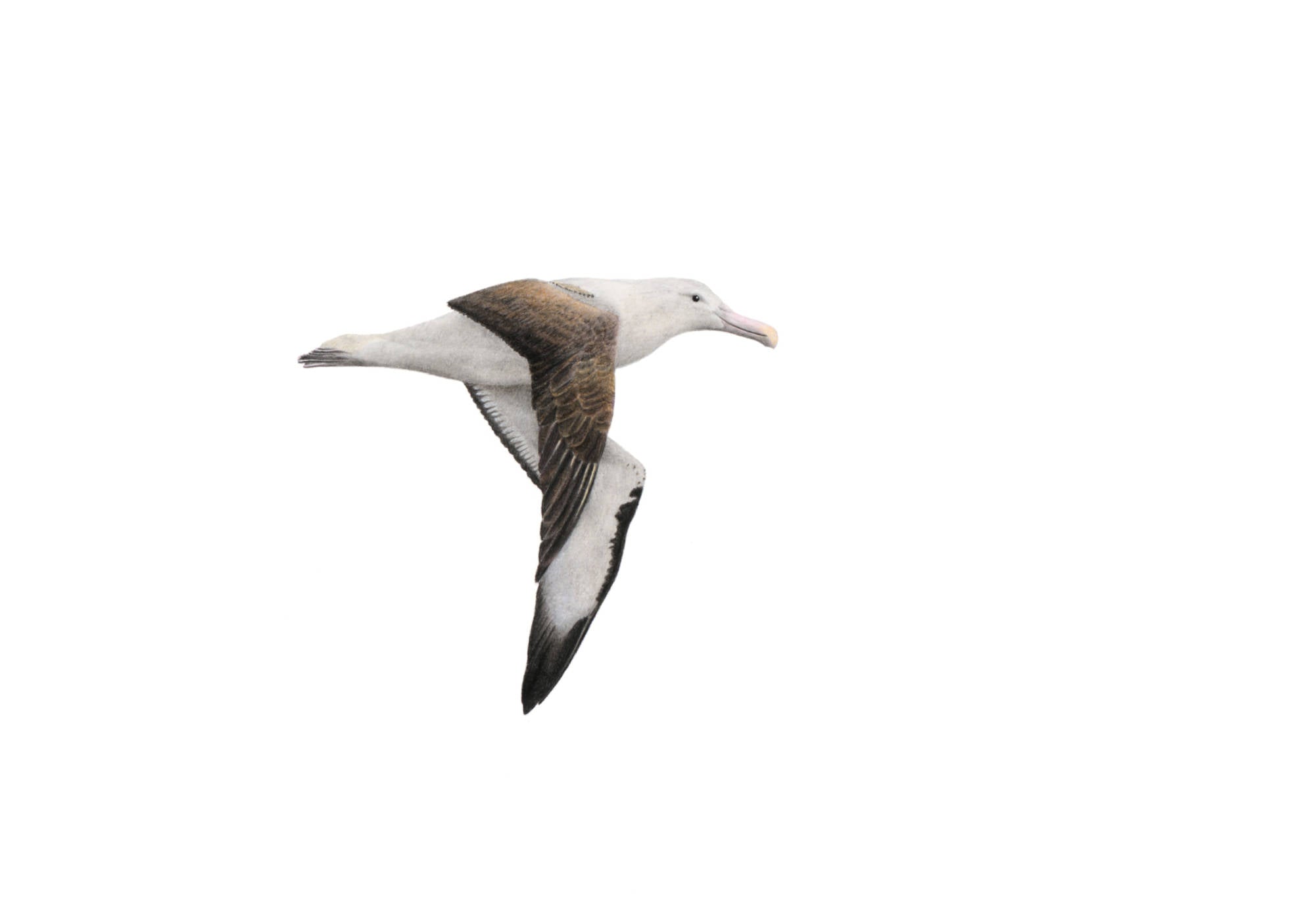 Northern Royal Albatross Sasol bird drawing by birdlife artist Matthew Bell