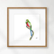 Narina Trogon - NT
